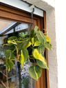 Philodendron Scandens