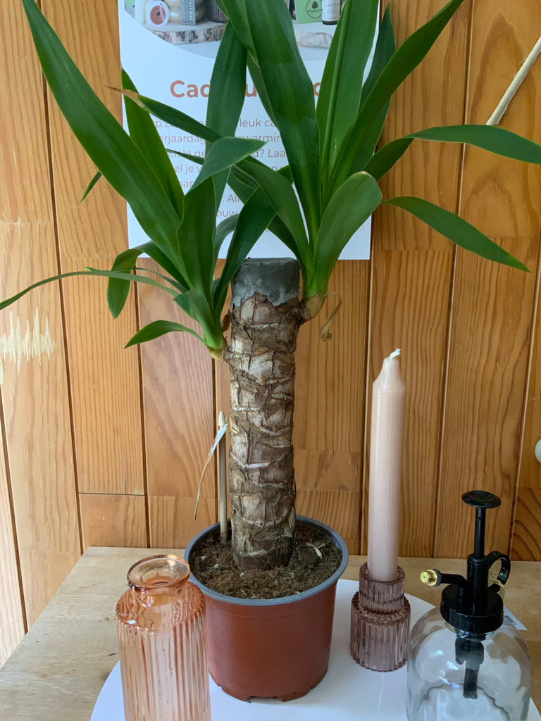Yucca S