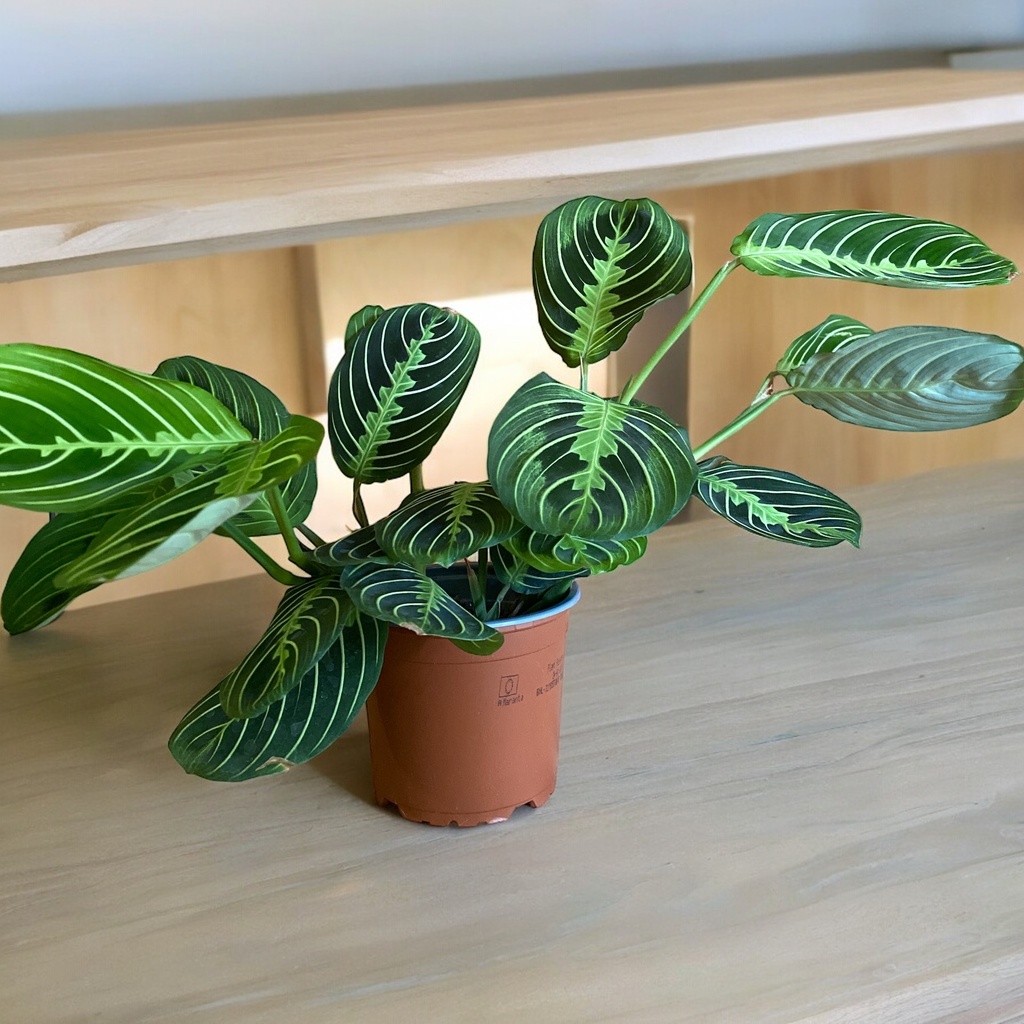 Maranta Leuconeura Lemon Lime M