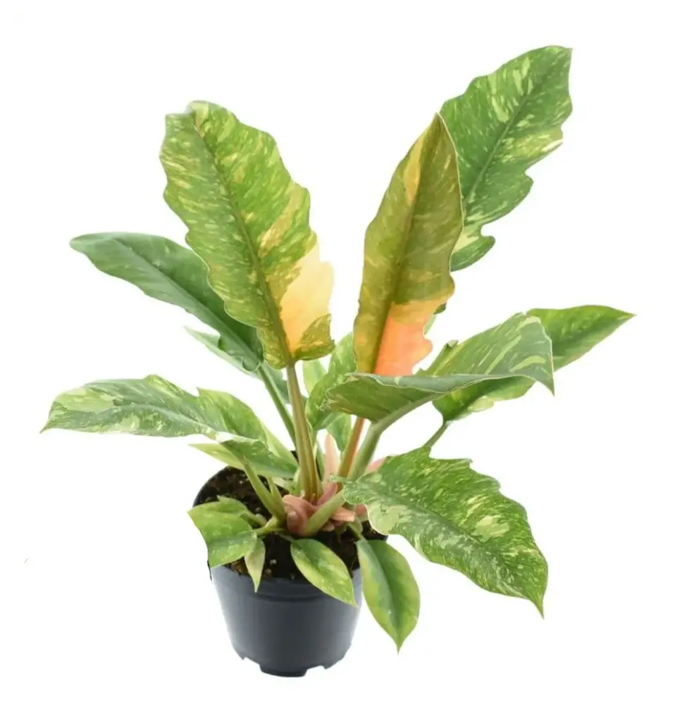 Philodendron Ring of Fire