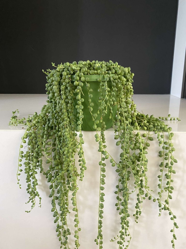 Senecio Rowleyanus S