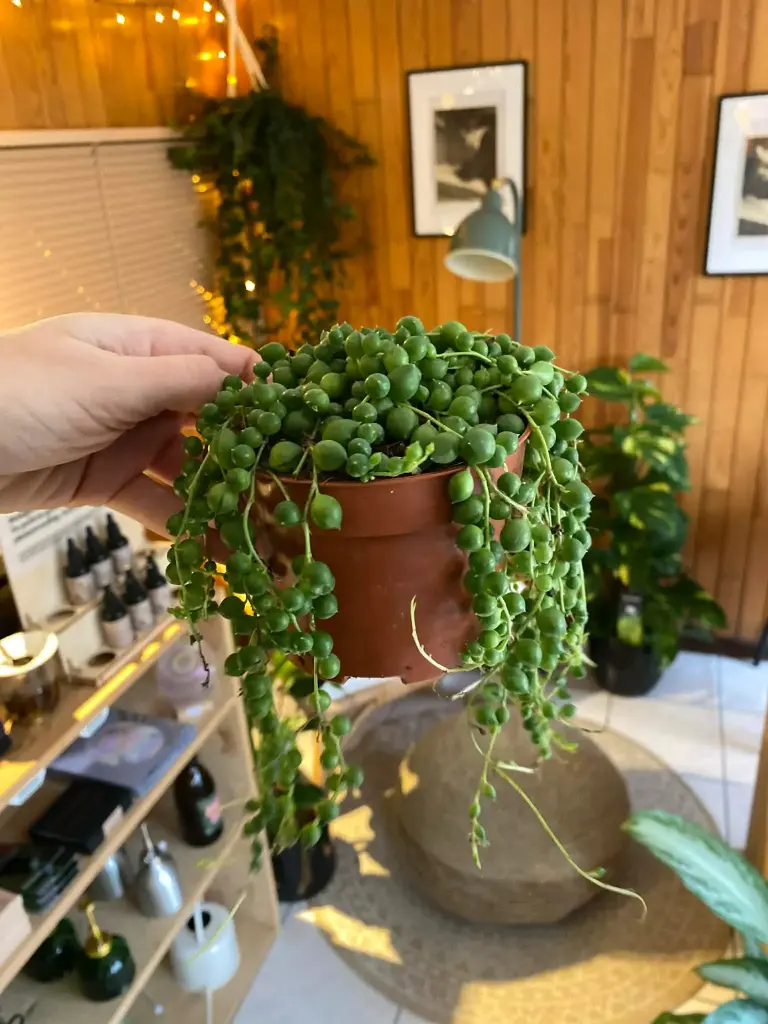 Senecio Rowleyanus