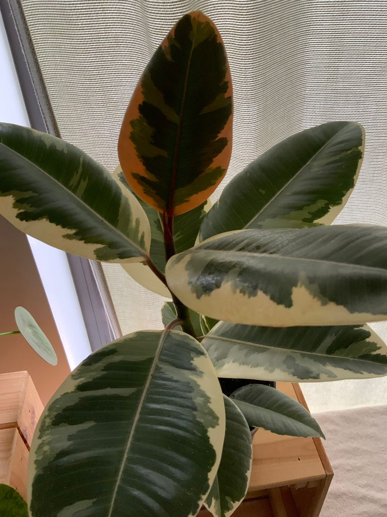 Ficus Tineke
