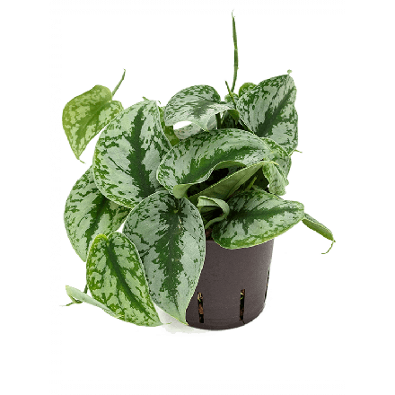 Scindapsus Pictus S