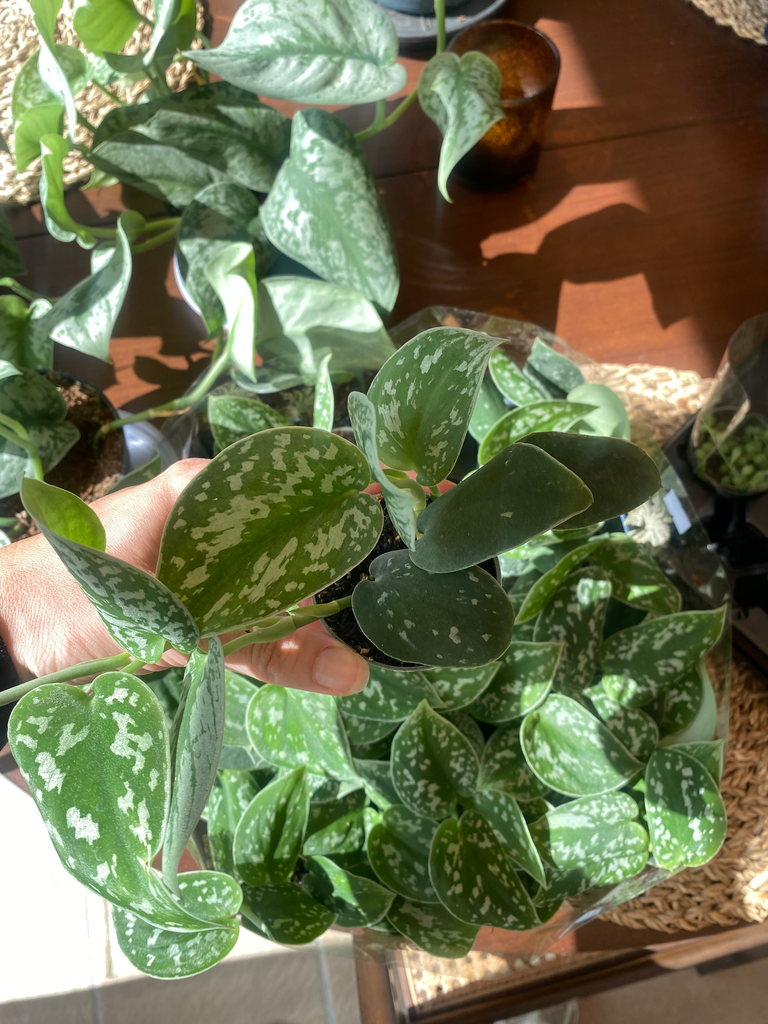 Scindapsus Pictus XS