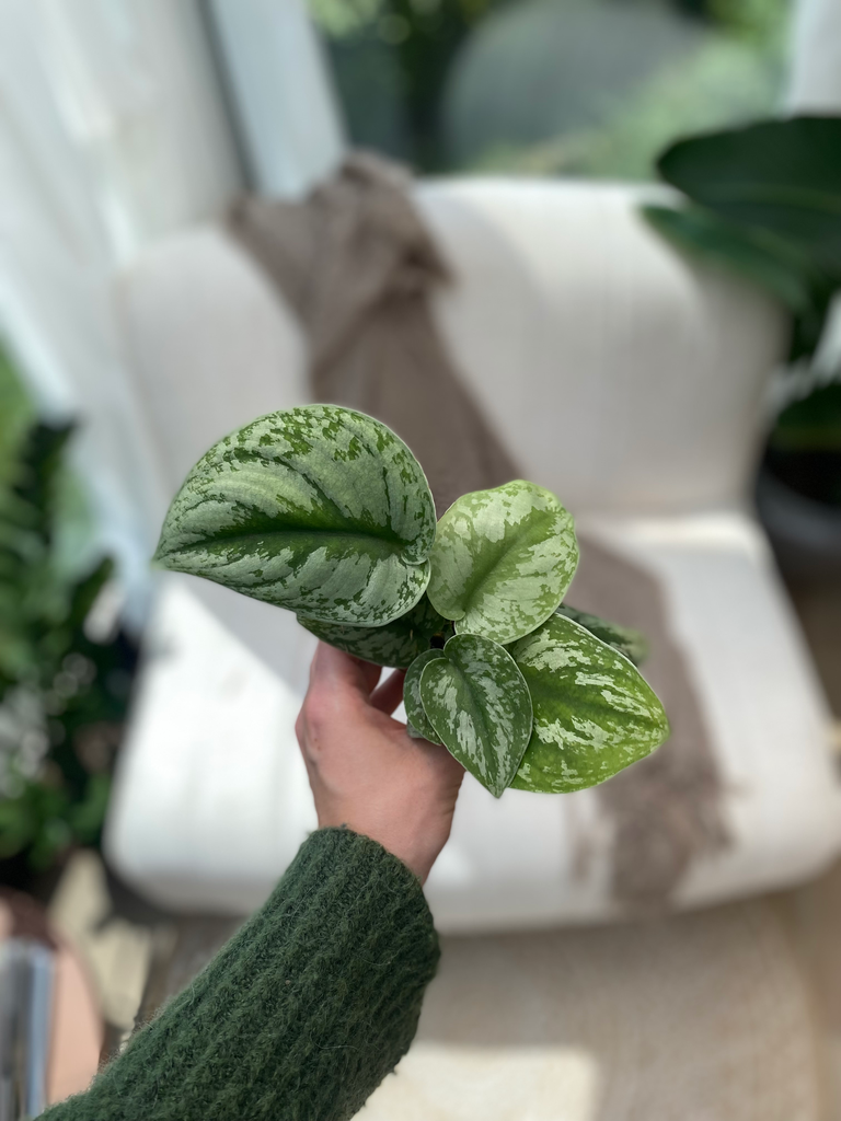 Scindapsus Pictus XS