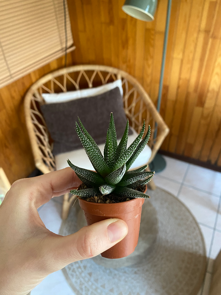 Sansevieria Mini