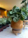 Peperomia Argyreia