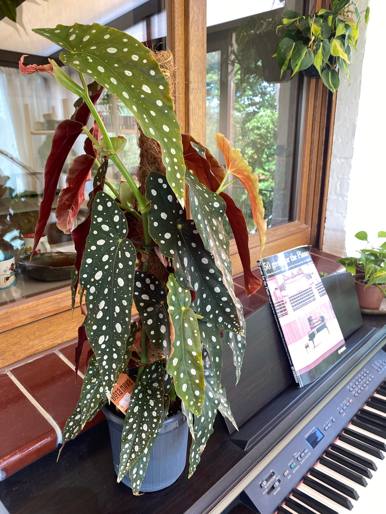 Begonia Maculata Mosstok