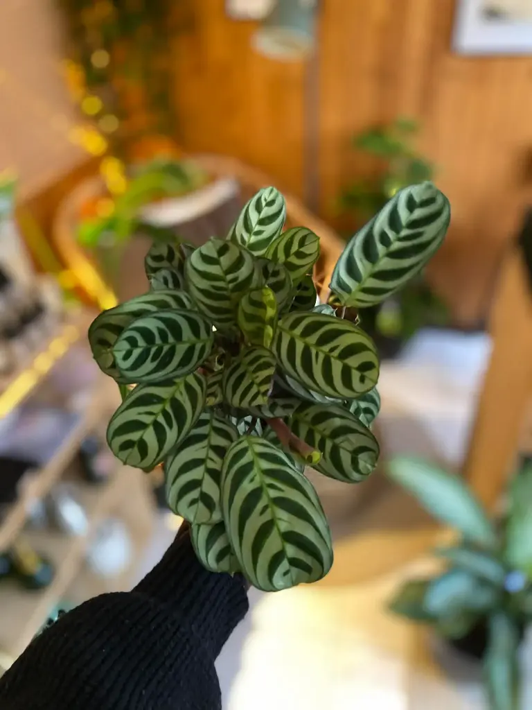 Calathea Gemengd (Ctenanthe Burle-Marxii)