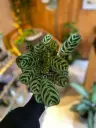 Calathea Gemengd