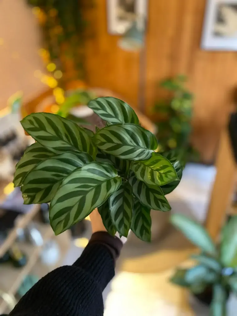 Calathea Gemengd