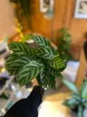 Calathea Gemengd