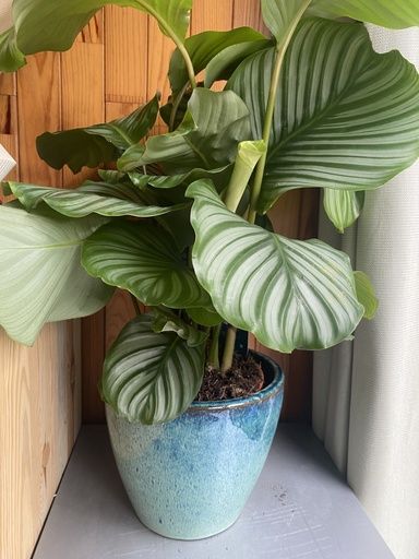 [1030] Calathea Orbifolia