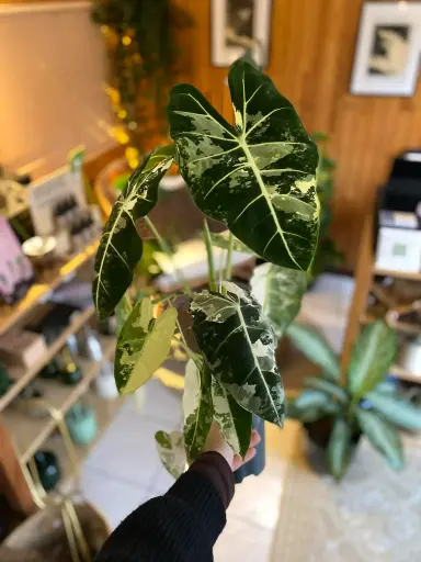 [1082] Alocasia Micholitziana Variegata