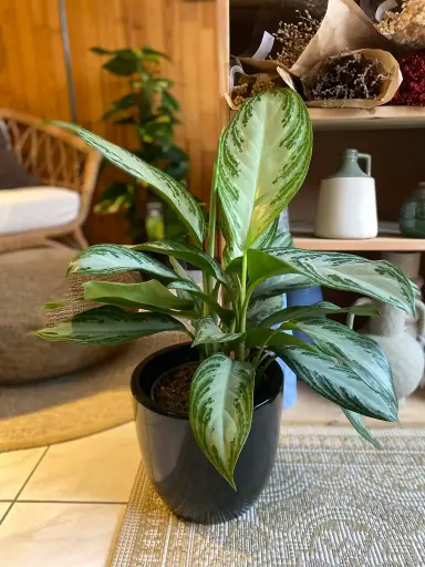 [1086] Aglaonema Silver Bay