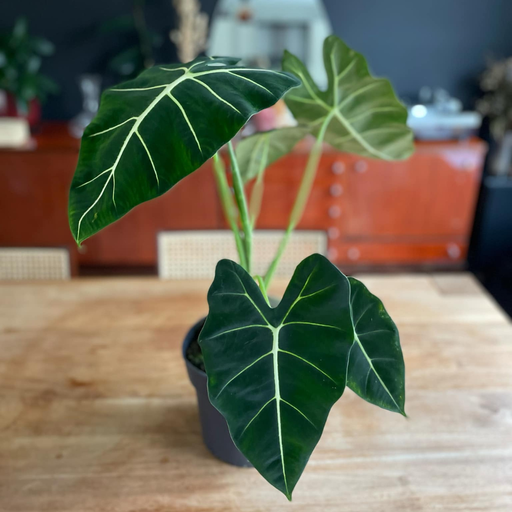 Alocasia Micholitziana