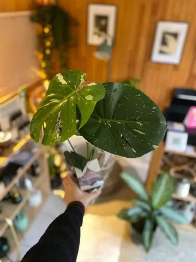 Monstera Thai Constellation