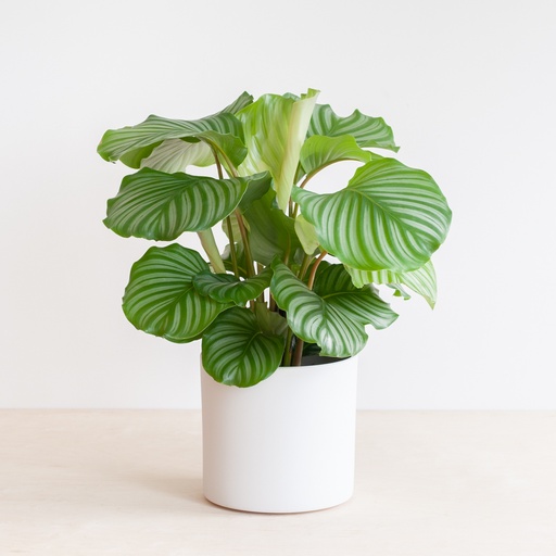 Calathea Orbifolia