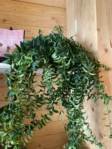 Aeschynanthus Twister