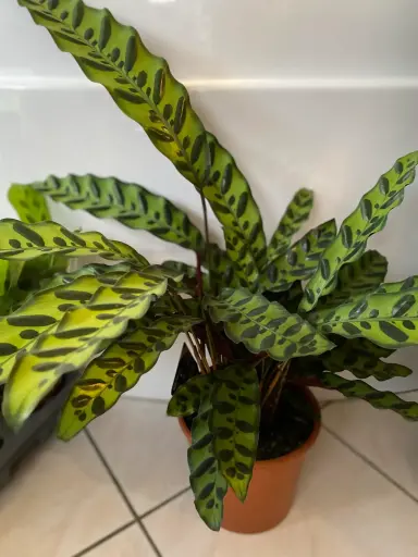 Calathea Lancifolia