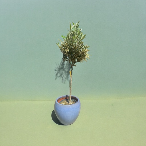 Olea Europeae S