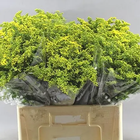 Boeket Carzan Glory