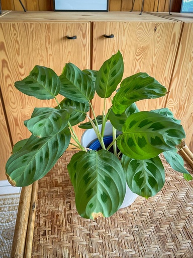 [1006] Maranta Leuconera