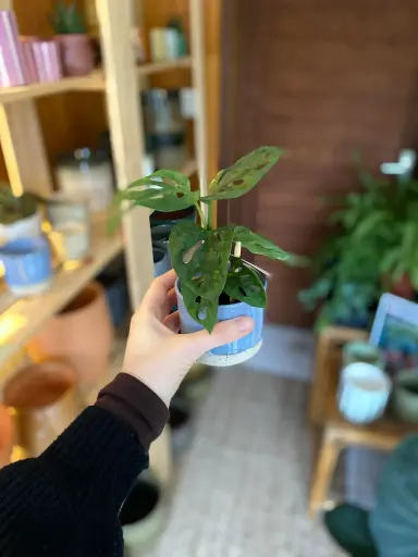 Monstera Adansonii Mint