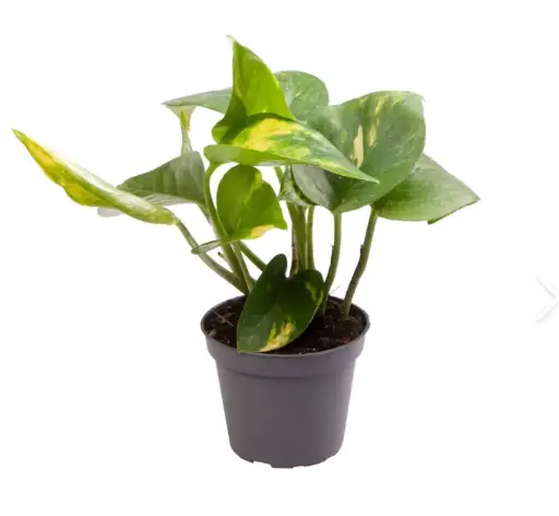 Epipremnum Aureum S